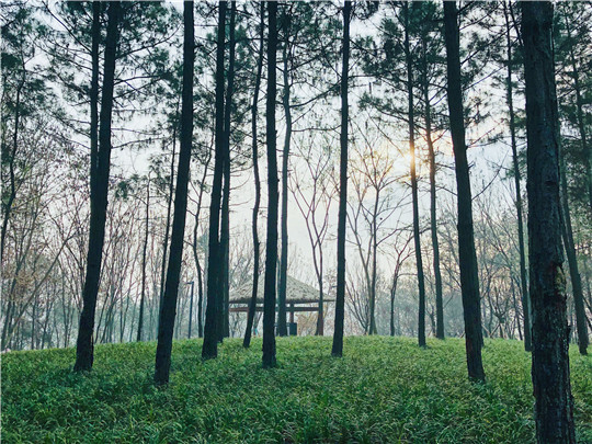 深入推进产业生态圈建设 成都天府国际生物城向产业新城崛起