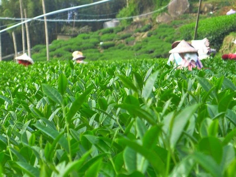 达人规划4大路线走访12间亮点茶庄 穿上制茶服当一日师傅